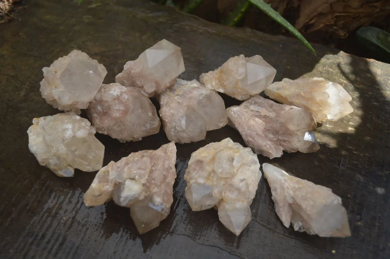 Natural Cascading White Phantom Smokey Quartz Crystal Clusters x 13 From Luena, Congo